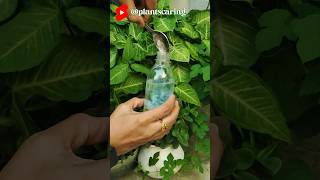 🍃 ये जादूई सोल्यूशन मिनटों में आपके पौधे से चीटियों 🐜को दूर कर देगा । How to drive ants away 🌱#viral