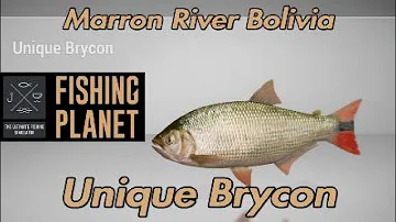 Unique Brycon - Marron River Bolivia - Fishing Planet