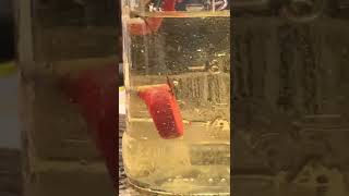 Quartz 21,000 Volts Capacitor  1.5 nf  in oil