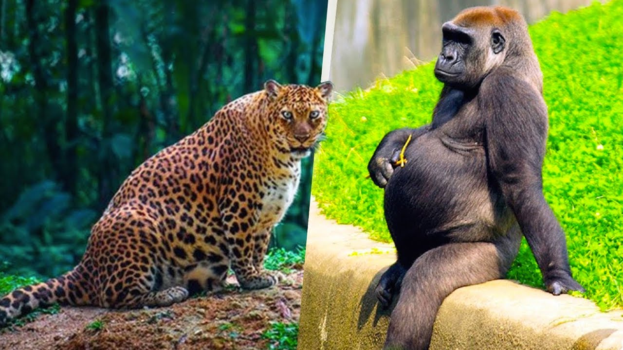15 Animals Before Giving Birth Youtube