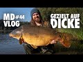 Md vlog 44 selektiv auf groe karpfen  meine erfolgstaktik an stark besetzten gewssern