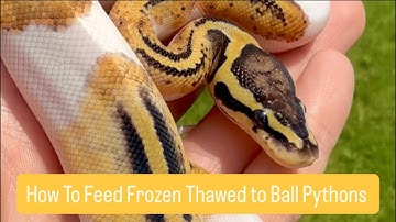 How to Feed Frozen Thawed to Ball Pythons