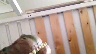 Dino zingt Havana
