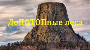 Где деревья старше 200 лет? ДоПОТОПные леса