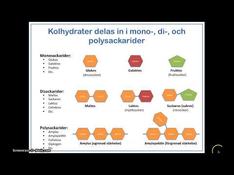 Video: Skillnaden Mellan Glykogen Och Stärkelse