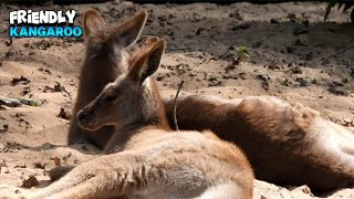 Delightful Kangaroo Family