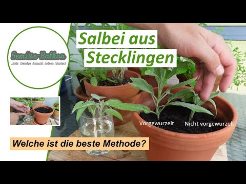 Video: Wie man Salviastecklinge bewurzelt – Erfahren Sie mehr über die Vermehrung von Salvia aus Stecklingen