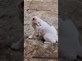 Lovely cute 🥰🥰 #cat #shortvideo #cutecat #animallife