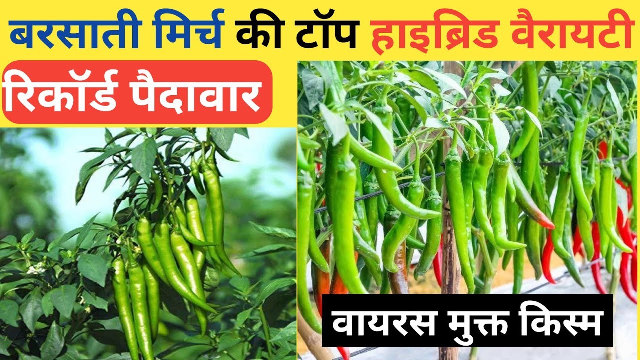 मिर्च की टॉप हाइब्रिड किस्में। Chilli Top Hybrid Varieties। मिर्च की उन्नत खेती।Chilli Farming#kheti