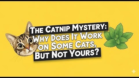 The Catnip Mystery: Why Does It Work on Some Cats, But Not Yours?