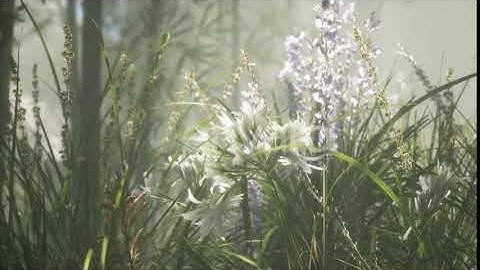 Grass Flower Field with Soft Sunlight for Background. | Motion Graphics - Envato elements