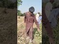 Manual Sugar Beet Harvest With Agri Tech AgriTech SugarBeet Manual Sugar Beet Harvest With Agri Tech AgriTech SugarBeet