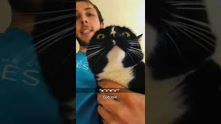 Funny CAT Moments 😂😂 episode 10613 #funnycats #cats #funnyanimals #petsofinstagram