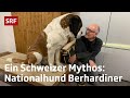 So ticken Bernhardiner | Outdoor-Reporter Marcel Hähni beim Schweizer Nationalhund in Martigny | SRF