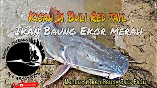 Di Buli Ikan Baung Ekor Merah!!