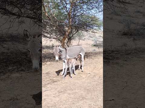 هذا الحمار الصغير اللطيف واللطيف مشغول بشرب الحليب لأول مرة مع والدته