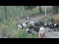 Встречаем коров с пастбища