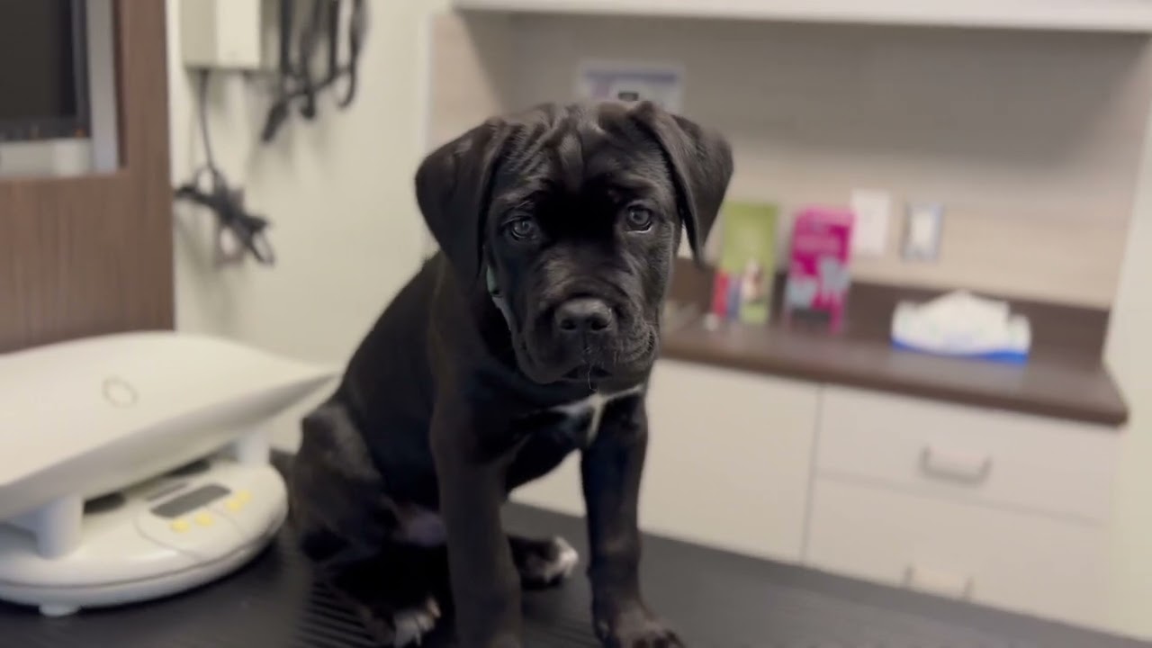 puppy's first vet visit