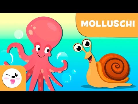 Video: Chi Sono I Molluschi?