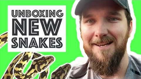 Unboxing Snakes - Bringing home some new carpet pythons - Cookies Critters