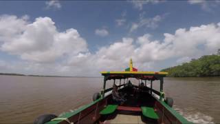 Cruising along the Commewijne River and Watching River Dolphins in Suriname