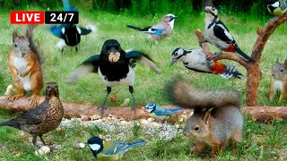 🔴24/7 LIVE CAT TV NO ADS😺 Funny Birds and Squirrels for Cats to Watch Forest Clowns on the Ground