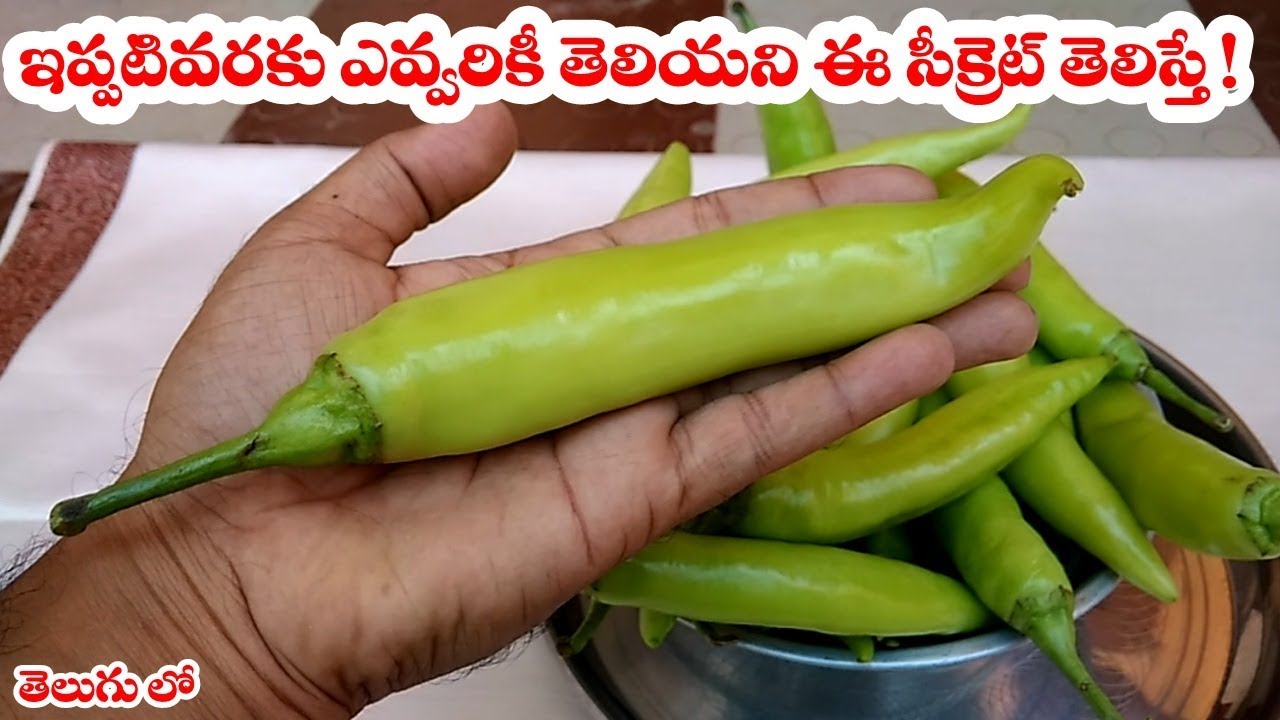 ఇప్పటివరకు ఎవ్వరికీ తెలియని ఈ సీక్రెట్ తెలిస్తే ! Real Health Facts