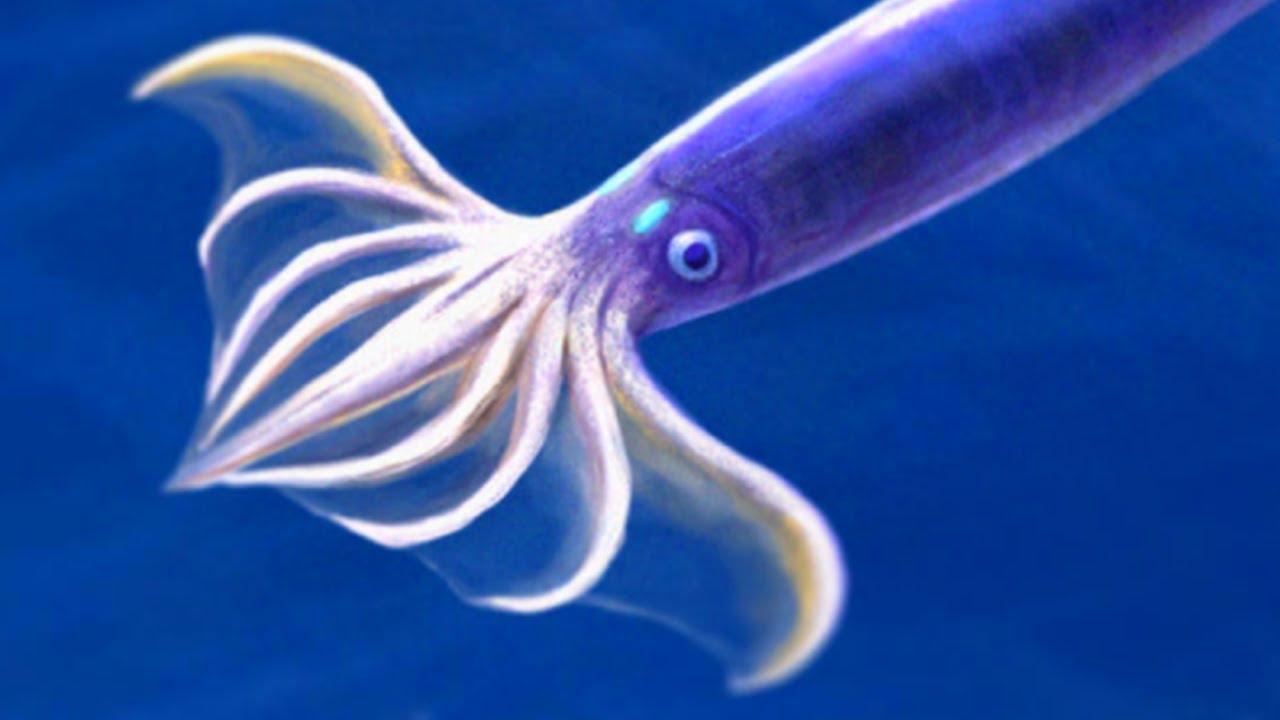 Flying squid - The Jet Fighters of the Ocean - YouTube
