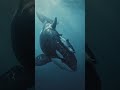 The Ocean's Top Predator Started a Fashion Trend 🐋
