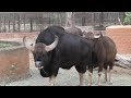 Endangered,   Massively Built  Indian Gaurs