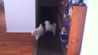 Mad Spitz Puppies 8 weeks old by Carmel Thompson 704 views 11 years ago 42 seconds
