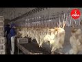 15000BPH Ducks Slaughterhouse Processing Line, Ducks Meat Factory Process, Fastest Cutting Machine