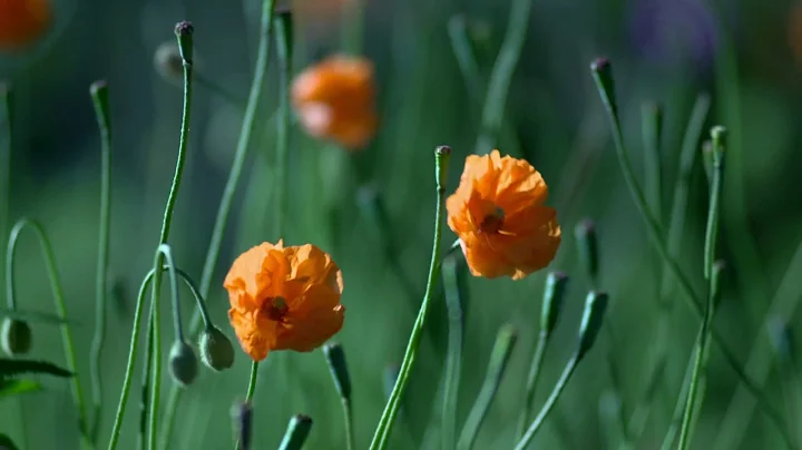 color flowers