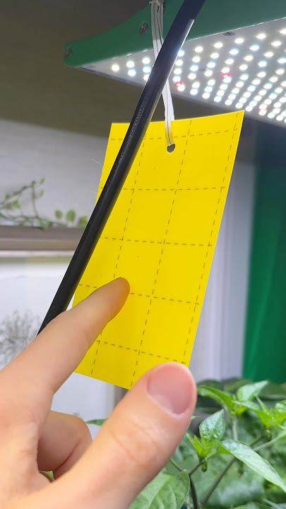 2 steps to stop fungus gnats 🪰