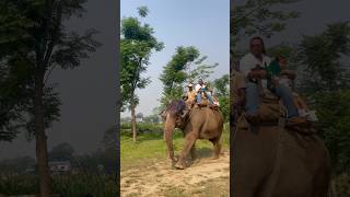 Mini Vlog [ New Year 2083 ] SG Family #minivlog #travel #chitwan #elephantride
