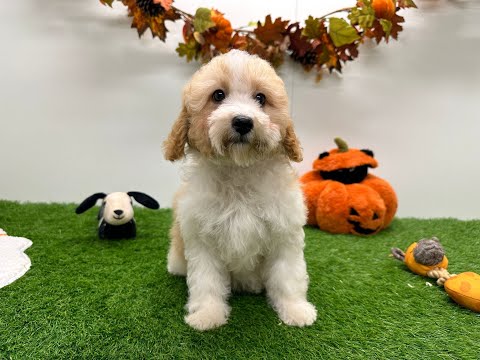 Video Cavapoo