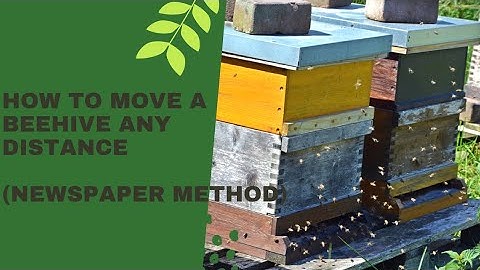 How To Move A Beehive Any Distance (Our Newspaper Method) 3feet-3mile rule does not apply