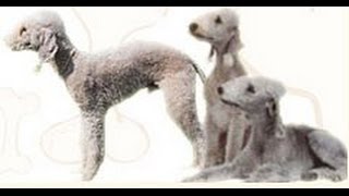 Bedlington Terrier: Learn about and how to care for a Bedlington Terrier