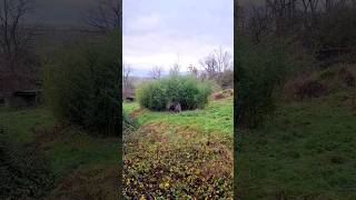 Gorilla Eating Bamboo Outside! #Gorilla #Eating #Bamboo