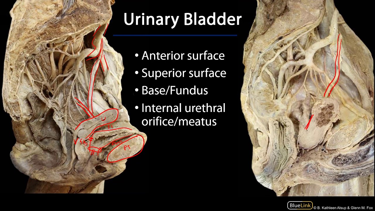 bladder base anatomy