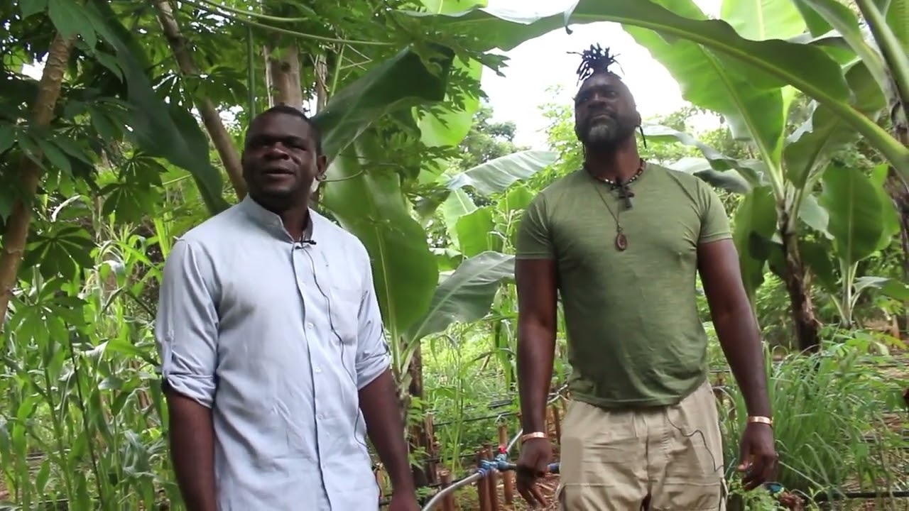 Market gardening in a syntropic vegetable garden |  Loctaguna Organics