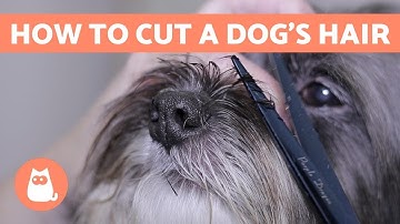 How to Cut a Dog
