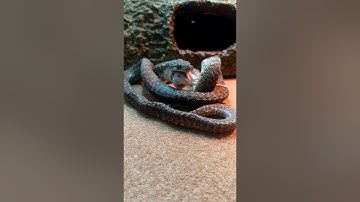 Irian Jaya Granite Carpet Python Eating