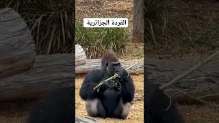 تحية ناس الجزائر الجزائر المغرب يوتيوب trend motivation comedy new happy