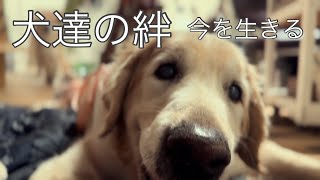 元盲導犬と保護犬たちの絆