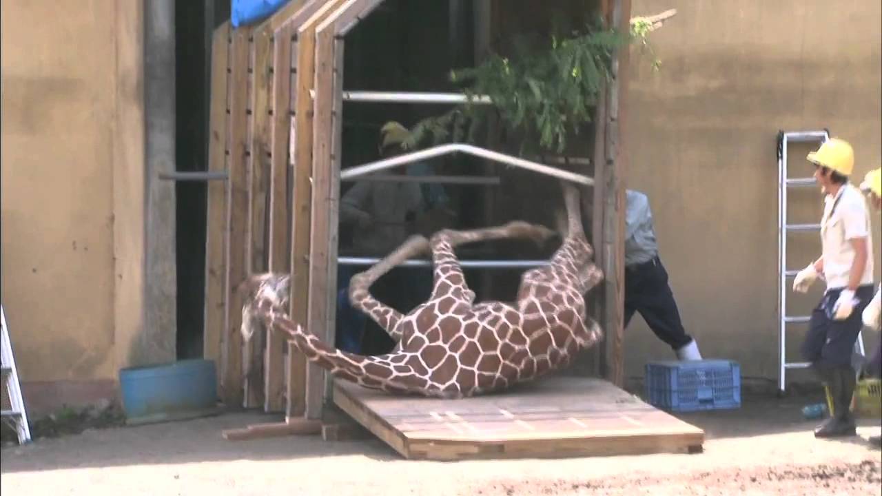 動物おもしろハプニング映像 キリンこける Giraffe Stack It Funny Video 15 Youtube