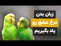 رمزگشایی از حرکات مرغ عشق ها 