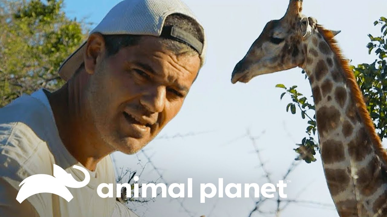 Por que a girafa é alta? | Wild Frank Perdido Na África | Animal Planet Brasil