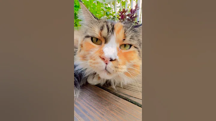 Video 11392811: mainecoon cat pets cute, mainecoon cat cute love, pretty pets