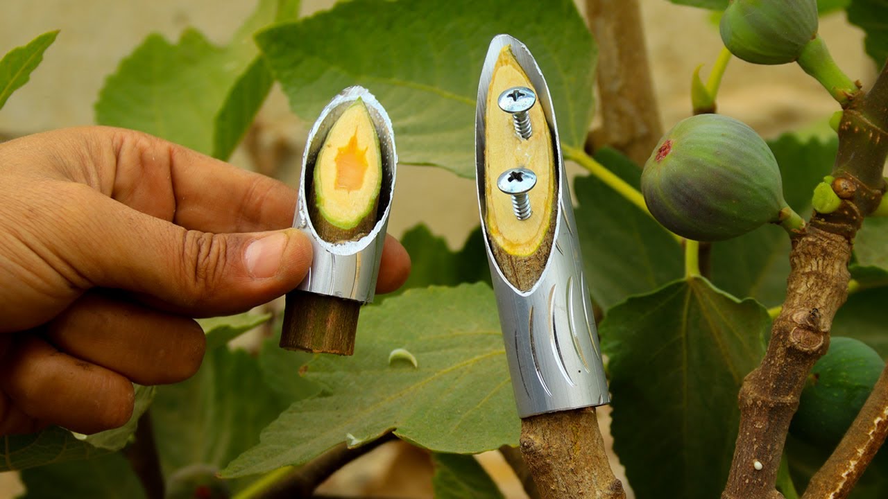 Высокоточная прививка инжира… современная техника, неизвестная миллионам людей.